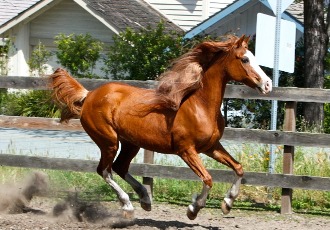 arab cross horses