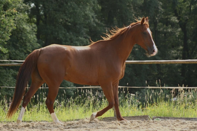 arab cross horses 