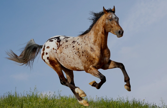 appaloosa arabian horse