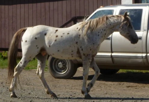 appaloosa arabian horse