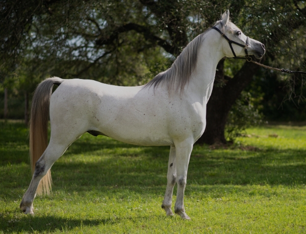 Appaloosa Arabian crossbreeds