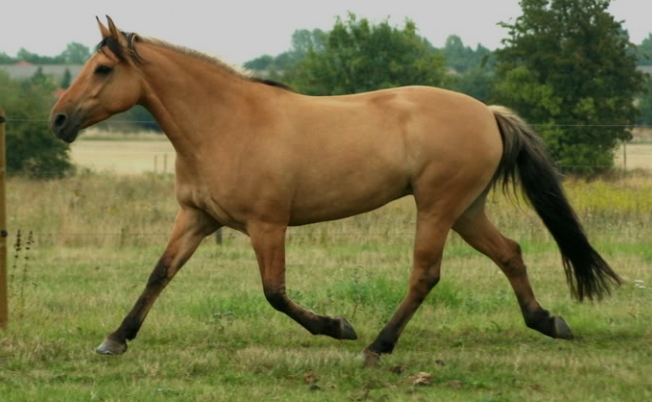 Appaloosa Arabian crossbreeds