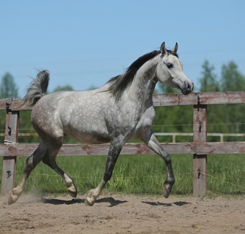 arab foal for sale