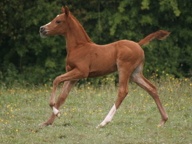 arab foal