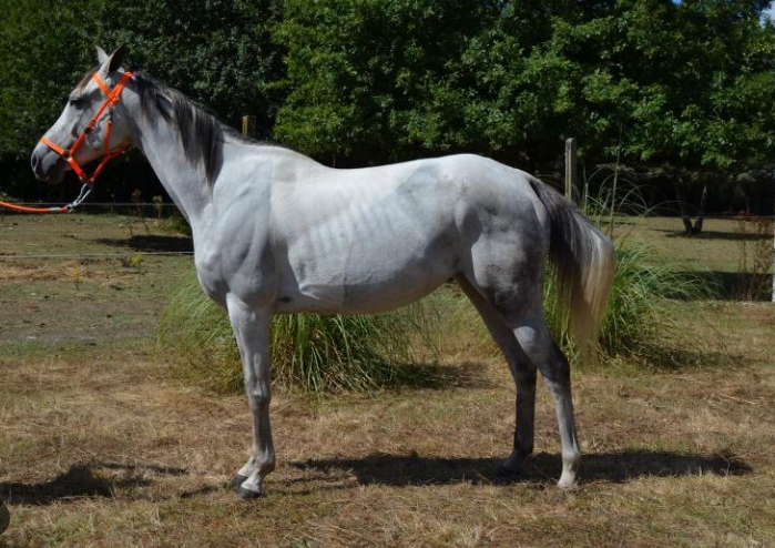 anglo arab horse for sale