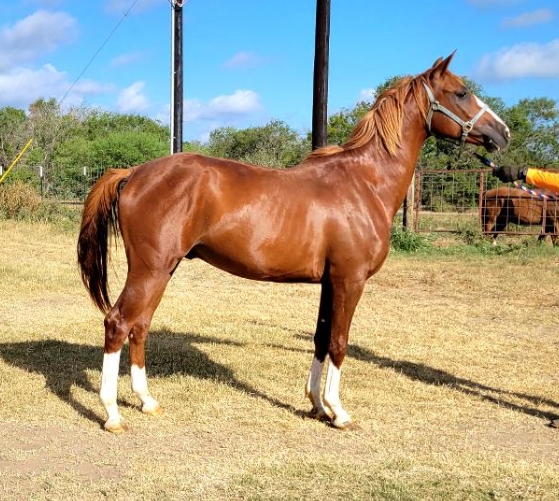 arab race horses for sale