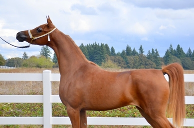 arab mare for sale