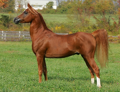 arab gelding