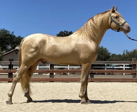 andalusian arabian cross