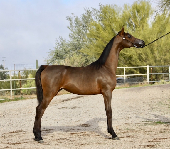 arab ponies for sale