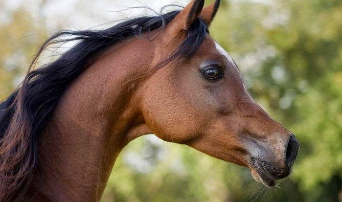 arab horse head