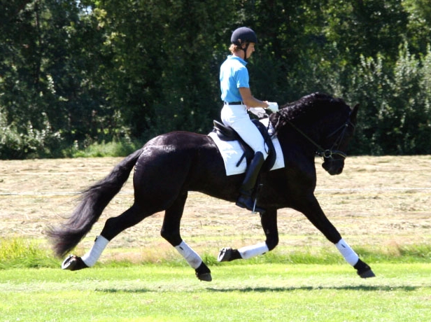 arab friesian cross