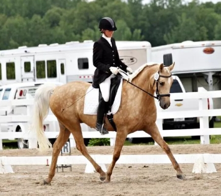 arabian dressage horse for sale