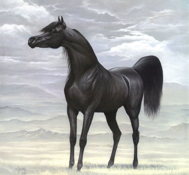 arabian black stallion