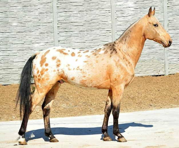 arabian appaloosa cross for sale