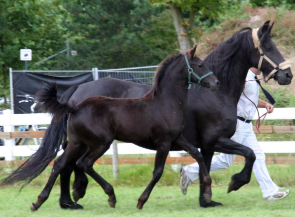 arabian friesian cross for sale