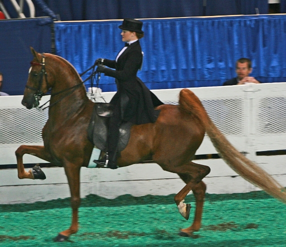 arabian english saddle