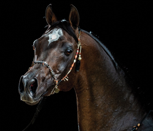 arabian dressage stallion