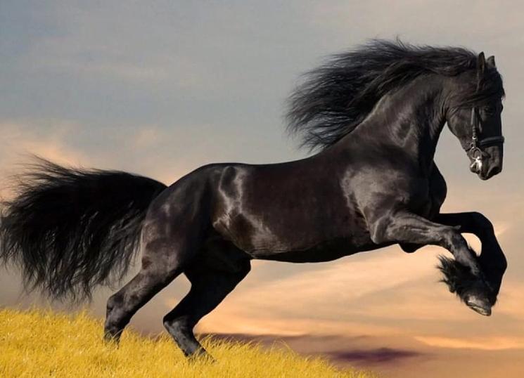 arabian black horse price