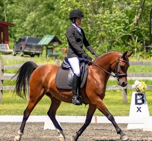 arabian dressage