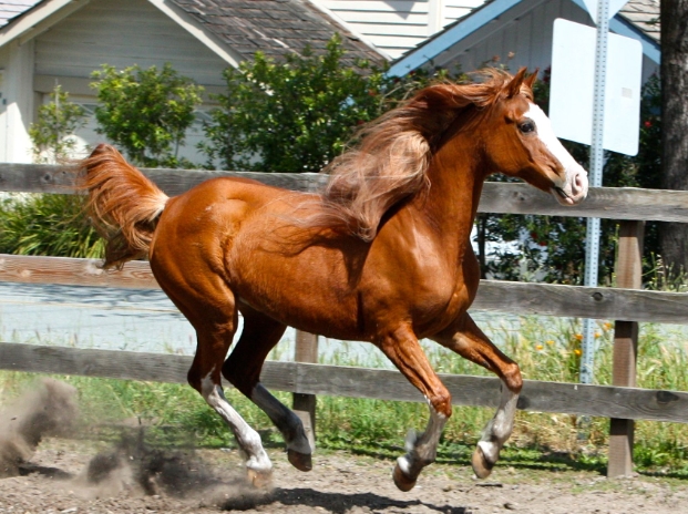 arabian cross horse