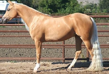 arabian cross