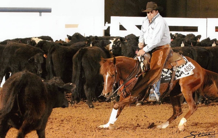 arabian cutting horse