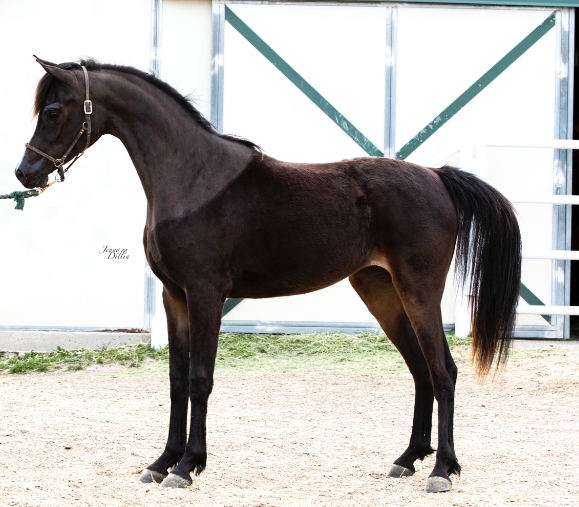 arabian horse for sale