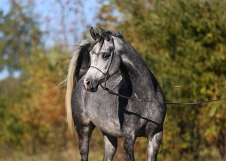 buy arabian horse