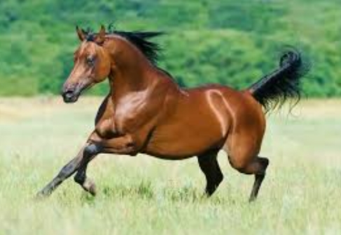 arabian horse price