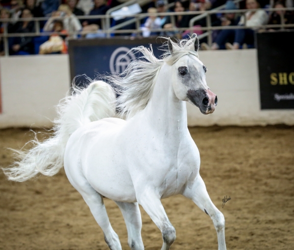 arabian horse show