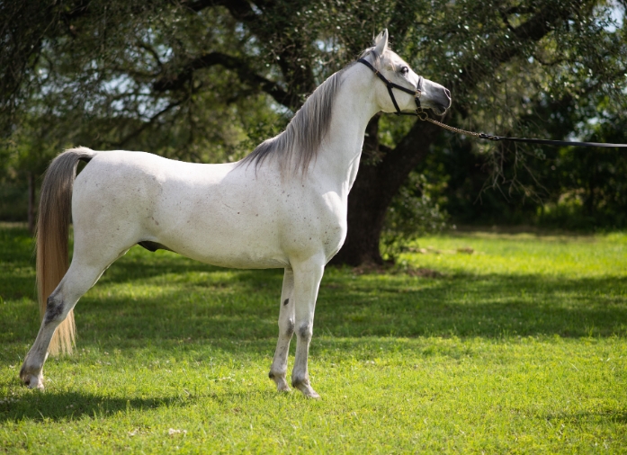 an arabian horse