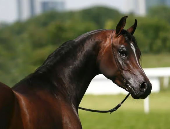 arabian horse black price