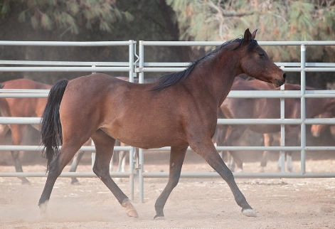 arabian horse rescues