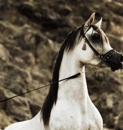 arabian horse black and white