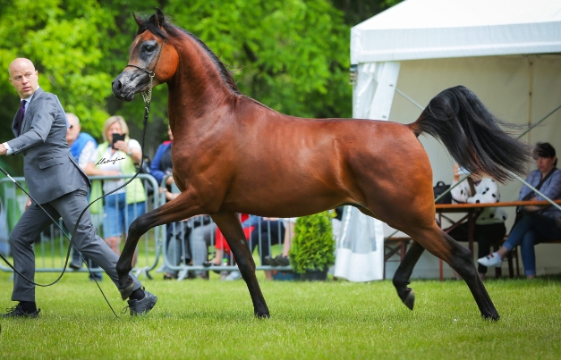 arabian horse show 2023