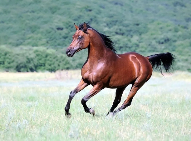 arabian horse