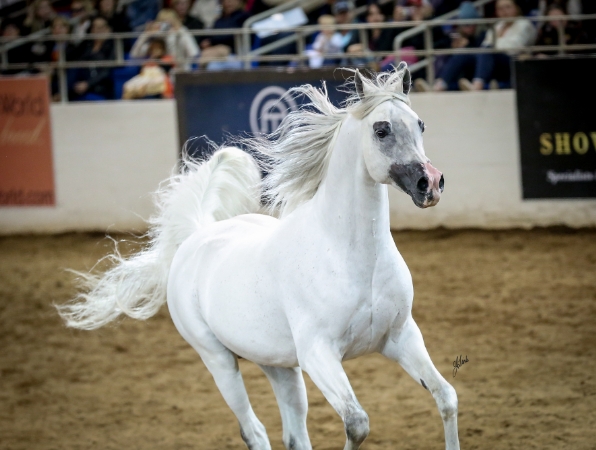 american arabian horse association