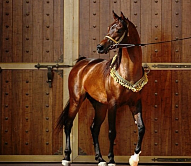 alexander arabian stallion