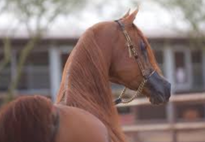 apalo arabian stallion