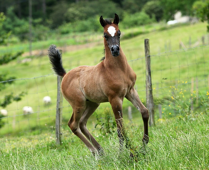 alcape arabians