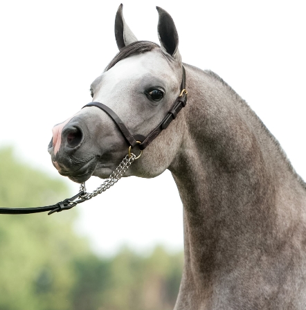 arabian halter training