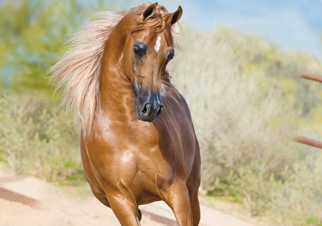 american arabian horse