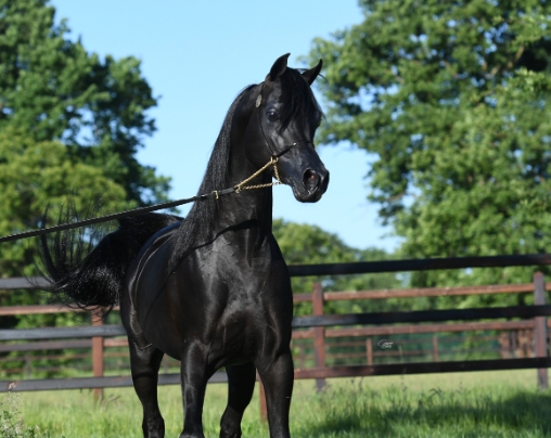 all black arabian horse