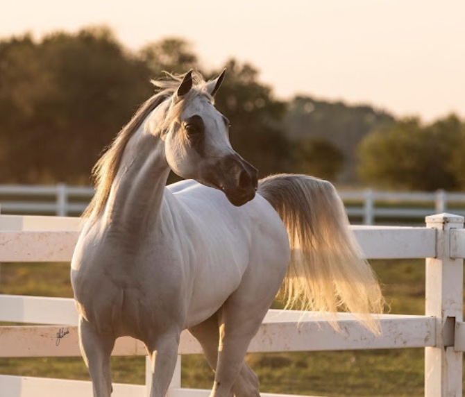 al hambra arabians