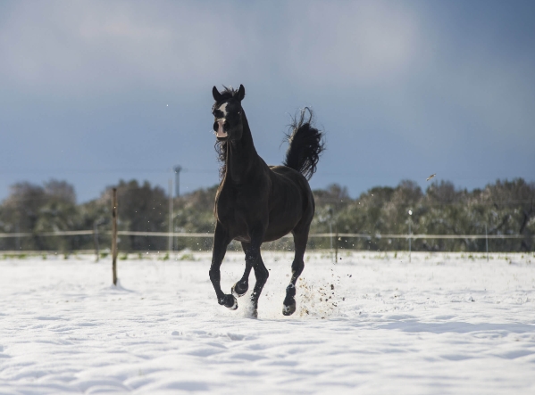 al alsan arabians