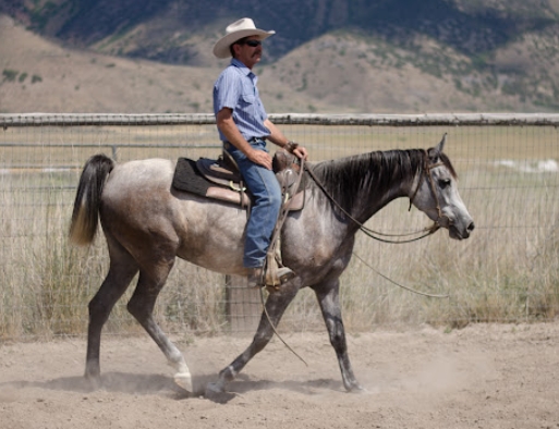 arabian endurance horse for sale