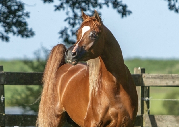 aj radman arabian stallion