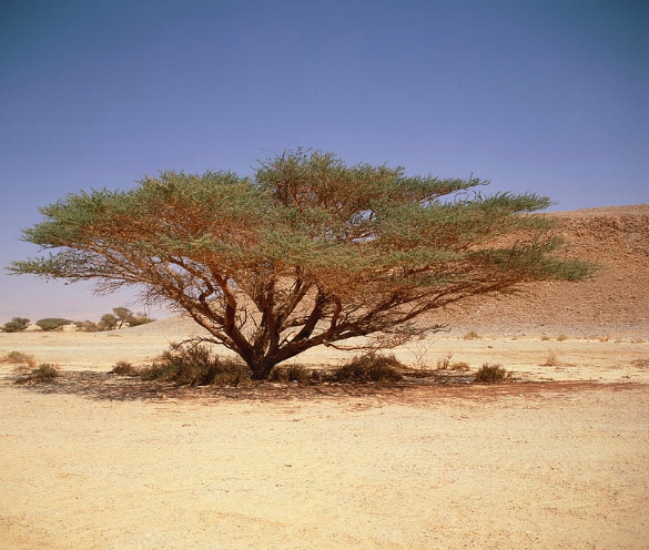 acacia arabians