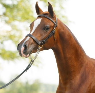 arabian leather halter